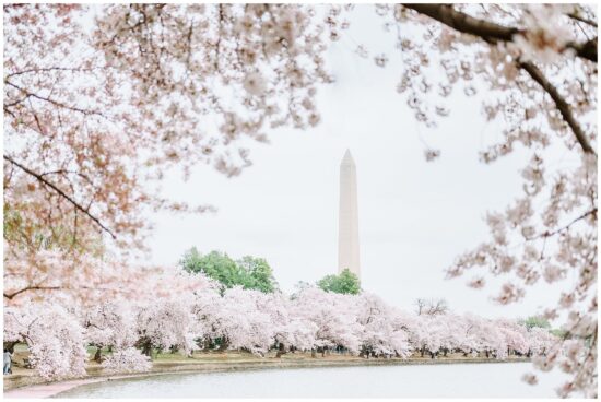 The DC Cherry Blossoms at the tidal basin. 